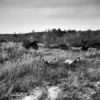 Fåtölj Hillerstorp Praktö Natur